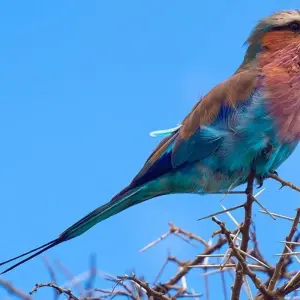 Explore 15-Days Kenya & Tanzania Safari-East Africa for 15 days with Hazzes Adventure and discover unforgettable experiences - Photo 4