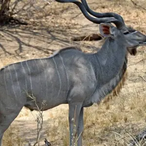 Explore Tanzania Experience Camping Safari for 7 days with Hazzes Adventure and discover unforgettable experiences - Photo 5