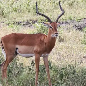 Explore 5 Days Kenya Wildlife Safari for 5 days with Hazzes Adventure and discover unforgettable experiences - Photo 5