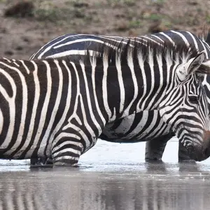 Explore 10 Days Tanzania Great Wildebeest Migration Mara River cross Safari. for 10 days with Hazzes Adventure and discover unforgettable experiences - Photo 6