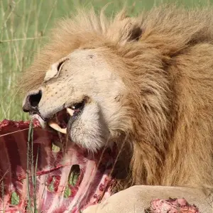 Explore 15-Days Kenya & Tanzania Safari-East Africa for 15 days with Hazzes Adventure and discover unforgettable experiences - Photo 5