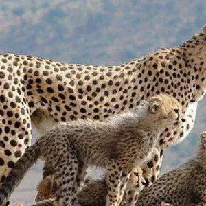 Explore Tanzania Experience Camping Safari for 7 days with Hazzes Adventure and discover unforgettable experiences - Photo 6