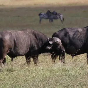 Explore 5 Days Kenya Wildlife Safari for 5 days with Hazzes Adventure and discover unforgettable experiences - Photo 6