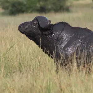 Explore 15-Days Kenya & Tanzania Safari-East Africa for 15 days with Hazzes Adventure and discover unforgettable experiences - Photo 6