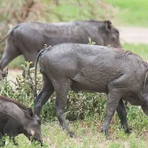 Explore 10 Days Tanzania Great Wildebeest Migration Mara River cross Safari. for 10 days with Hazzes Adventure and discover unforgettable experiences - Photo 7