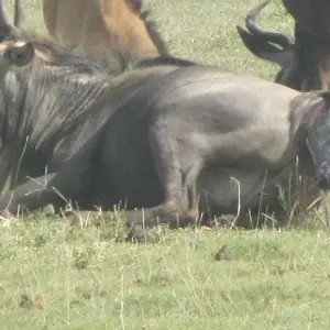 Explore Tanzania Experience Camping Safari for 7 days with Hazzes Adventure and discover unforgettable experiences - Photo 7