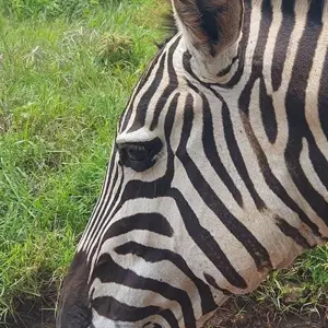 Explore 12-Days Tanzania Wildlife Safari for 12 days with Hazzes Adventure and discover unforgettable experiences - Photo 4