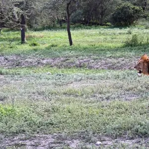 Explore 5 Days Kenya Wildlife Safari for 5 days with Hazzes Adventure and discover unforgettable experiences - Photo 7