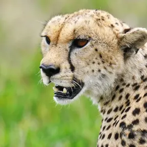 Explore Tanzania Big Five Safari for 7 days with Hazzes Adventure and discover unforgettable experiences - Photo 2