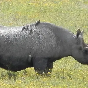 Explore Tanzania Experience Camping Safari for 7 days with Hazzes Adventure and discover unforgettable experiences - Photo 8