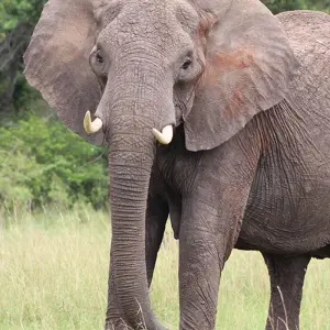 Explore 15-Days Kenya & Tanzania Safari-East Africa for 15 days with Hazzes Adventure and discover unforgettable experiences - Photo 8