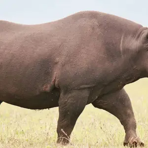 Explore Tanzania Big Five Safari for 7 days with Hazzes Adventure and discover unforgettable experiences - Photo 3