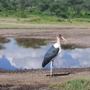 Explore 12-Days Tanzania Wildlife Safari for 12 days with Hazzes Adventure and discover unforgettable experiences - Photo 6