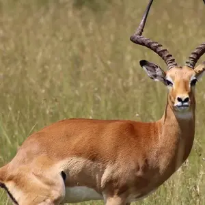 Explore 15-Days Kenya & Tanzania Safari-East Africa for 15 days with Hazzes Adventure and discover unforgettable experiences - Photo 9