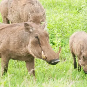 Explore Tanzania Big Five Safari for 7 days with Hazzes Adventure and discover unforgettable experiences - Photo 4