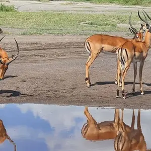 Explore 12-Days Tanzania Wildlife Safari for 12 days with Hazzes Adventure and discover unforgettable experiences - Photo 7