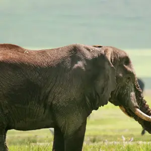 Explore Tanzania Big Five Safari for 7 days with Hazzes Adventure and discover unforgettable experiences - Photo 5