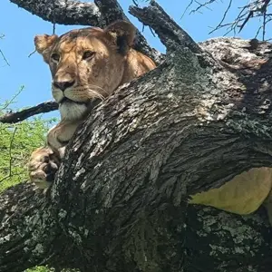 Explore 12-Days Tanzania Wildlife Safari for 12 days with Hazzes Adventure and discover unforgettable experiences - Photo 8