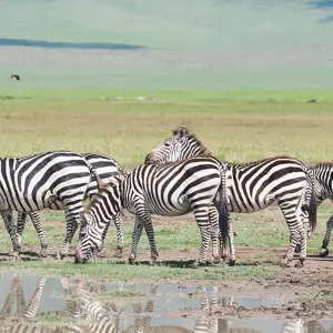 Explore Tanzania Big Five Safari for 7 days with Hazzes Adventure and discover unforgettable experiences - Photo 6