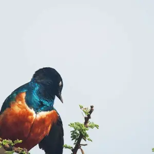 Explore Tanzania Big Five Safari for 7 days with Hazzes Adventure and discover unforgettable experiences - Photo 7