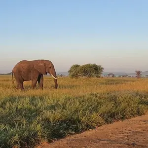 Explore 12-Days Tanzania Wildlife Safari for 12 days with Hazzes Adventure and discover unforgettable experiences - Photo 9