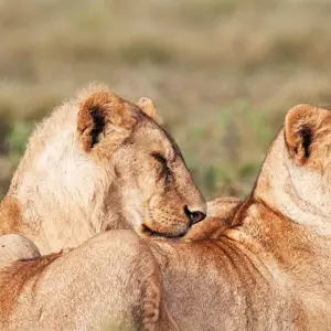 Explore Tanzania Big Five Safari for 7 days with Hazzes Adventure and discover unforgettable experiences - Photo 8