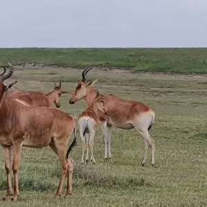 Explore 12-Days Tanzania Wildlife Safari for 12 days with Hazzes Adventure and discover unforgettable experiences - Photo 10