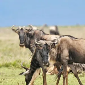 Explore Tanzania Big Five Safari for 7 days with Hazzes Adventure and discover unforgettable experiences - Photo 9