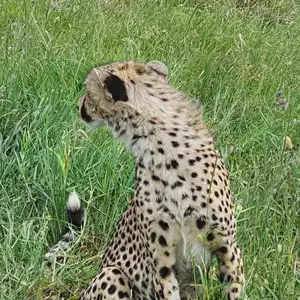 Explore 12-Days Tanzania Wildlife Safari for 12 days with Hazzes Adventure and discover unforgettable experiences - Photo 11