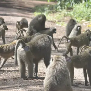 Explore 2 Days Tanzania Camping Safari for 2 days with Hazzes Adventure and discover unforgettable experiences - Photo 2