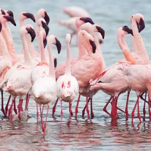 Explore Tanzania Big Five Safari for 7 days with Hazzes Adventure and discover unforgettable experiences - Photo 10