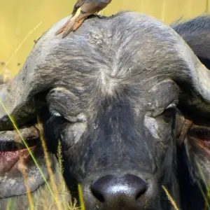 Explore 10 Days Tanzania Wildebeest Migration Safari for 10 days with Hazzes Adventure and discover unforgettable experiences - Photo 3