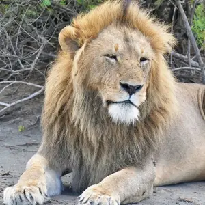 Explore Tanzania Big Five Safari for 7 days with Hazzes Adventure and discover unforgettable experiences - Photo 11