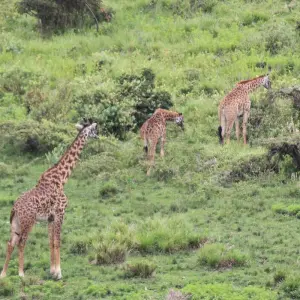 Explore 2 Days Tanzania Camping Safari for 2 days with Hazzes Adventure and discover unforgettable experiences - Photo 4