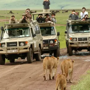 Explore 10 Days Tanzania Wildebeest Migration Safari for 10 days with Hazzes Adventure and discover unforgettable experiences - Photo 4