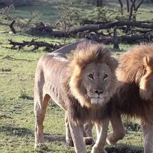 Explore 4 Days Tanzania camping Safari for 4 days with Hazzes Adventure and discover unforgettable experiences - Photo 2