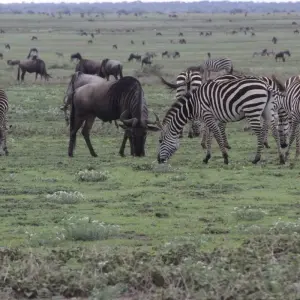 Explore 2 Days Tanzania Camping Safari for 2 days with Hazzes Adventure and discover unforgettable experiences - Photo 5