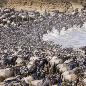 Explore 10 Days Tanzania Wildebeest Migration Safari for 10 days with Hazzes Adventure and discover unforgettable experiences - Photo 5