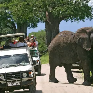 Explore 4 Days Tanzania camping Safari for 4 days with Hazzes Adventure and discover unforgettable experiences - Photo 3