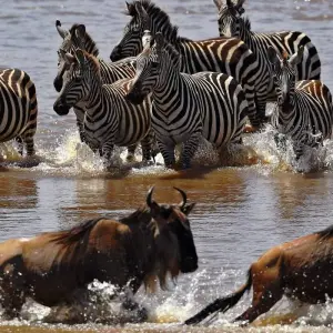 Explore 10 Days Tanzania Wildebeest Migration Safari for 10 days with Hazzes Adventure and discover unforgettable experiences - Photo 6