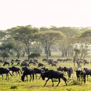 Explore 10 Days Tanzania Wildebeest Migration Safari for 10 days with Hazzes Adventure and discover unforgettable experiences - Photo 7