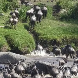 Explore 10 Days Tanzania Wildebeest Migration Safari for 10 days with Hazzes Adventure and discover unforgettable experiences - Photo 8
