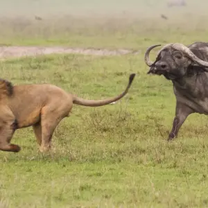 Explore 2 Days Tanzania Camping Safari for 2 days with Hazzes Adventure and discover unforgettable experiences - Photo 9