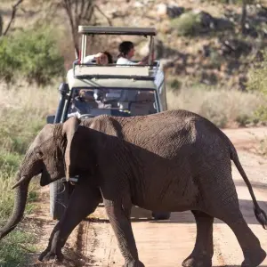 Explore 6 Days Tanzania  Lodge Safari. for 6 days with Hazzes Adventure and discover unforgettable experiences - Photo 7