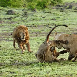 Explore 4 Days Tanzania camping Safari for 4 days with Hazzes Adventure and discover unforgettable experiences - Photo 6