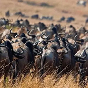 Explore 10 Days Tanzania Wildebeest Migration Safari for 10 days with Hazzes Adventure and discover unforgettable experiences - Photo 9