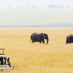 Explore 6 Days Tanzania  Lodge Safari. for 6 days with Hazzes Adventure and discover unforgettable experiences - Photo 8