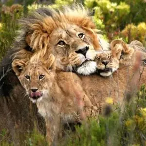 Explore 6 Days Tanzania  Lodge Safari. for 6 days with Hazzes Adventure and discover unforgettable experiences - Photo 9