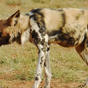 Explore 4 Days Tanzania camping Safari for 4 days with Hazzes Adventure and discover unforgettable experiences - Photo 8