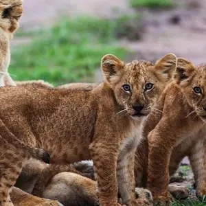 Explore 6 Days Tanzania  Lodge Safari. for 6 days with Hazzes Adventure and discover unforgettable experiences - Photo 10